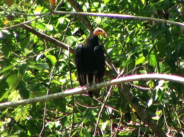 Greater Yellow-headed Vulture - ML205087831