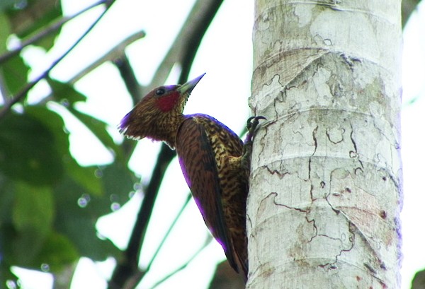 Waved Woodpecker (Waved) - ML205087851