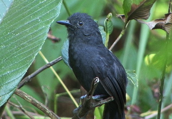 Blackish Antbird - ML205087861