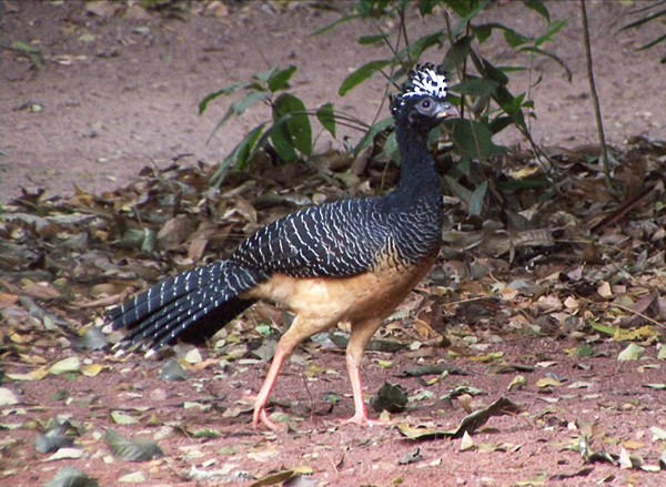 Bare-faced Curassow (Bare-faced) - ML205087921