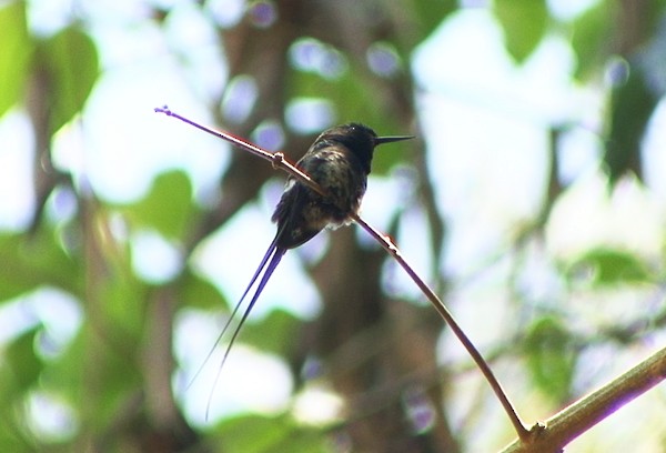 Black-bellied Thorntail - ML205087951