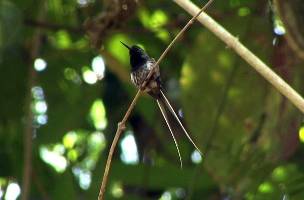 Black-bellied Thorntail - ML205087961