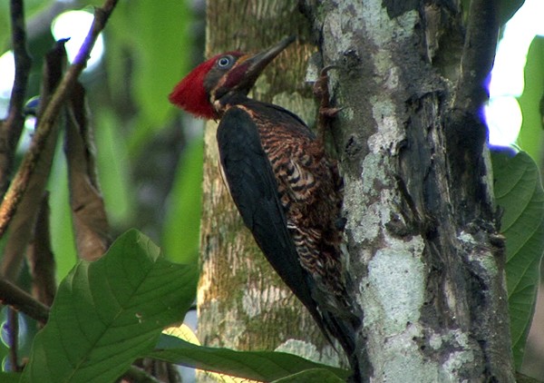 Lineated Woodpecker (Lineated) - Josep del Hoyo