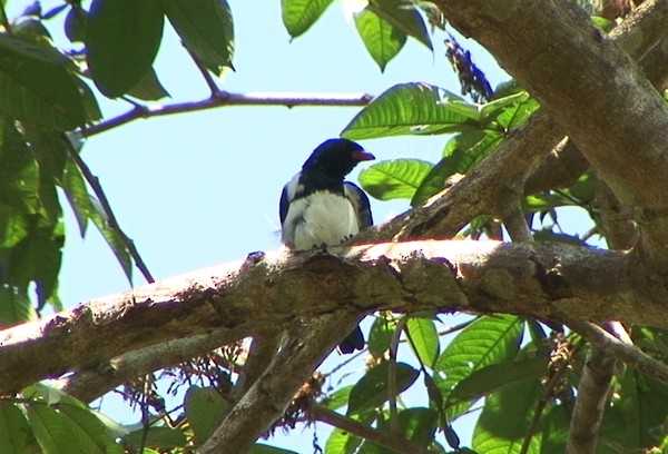 Red-billed Pied Tanager - ML205088051