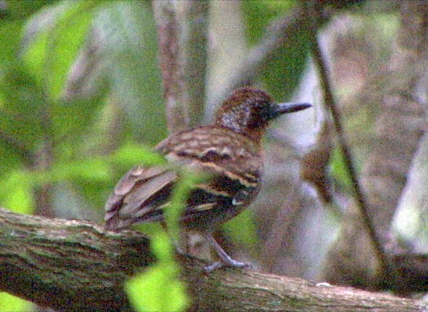 Wing-banded Antbird (Wing-banded) - Josep del Hoyo