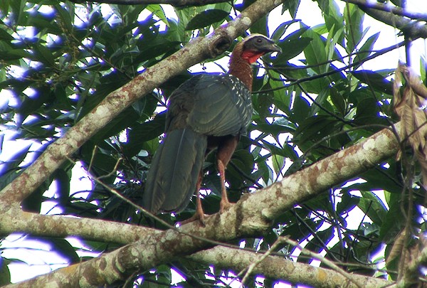 White-crested Guan - ML205088211