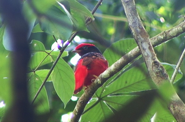 Guianan Red-Cotinga - Josep del Hoyo