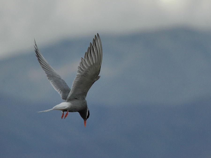 Black-fronted Tern - Georges Olioso