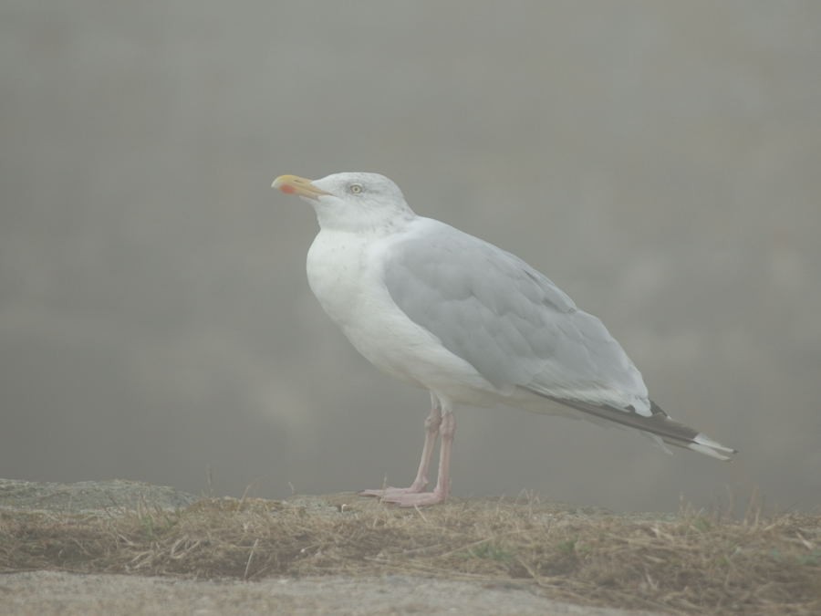 Herring Gull (European) - ML205088521