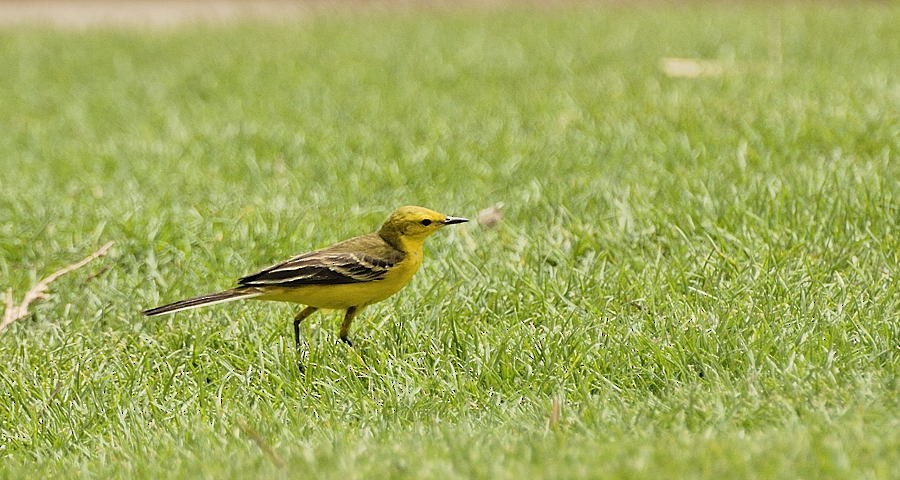 Western Yellow Wagtail (lutea) - Georges Olioso