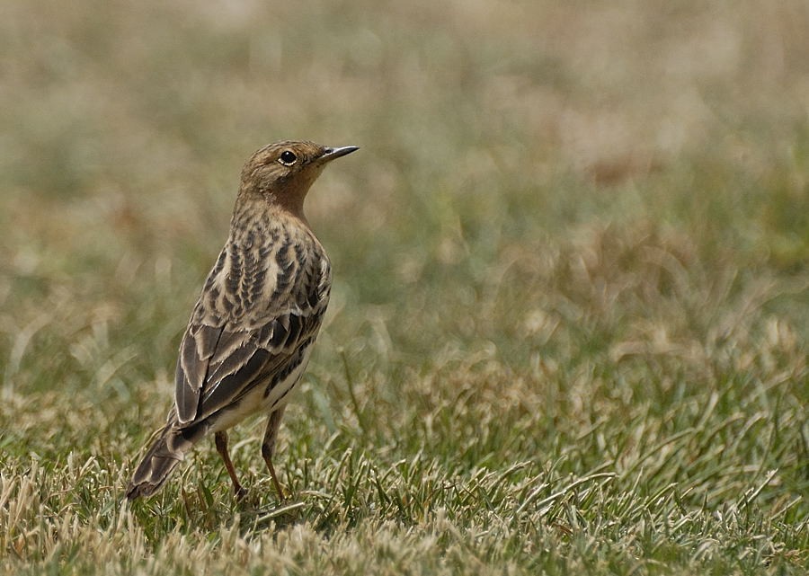 Red-throated Pipit - ML205088671