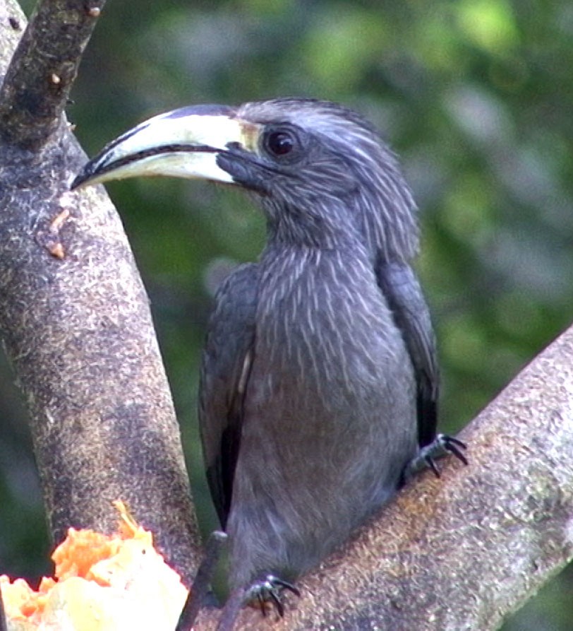 Malabar Gray Hornbill - ML205088831