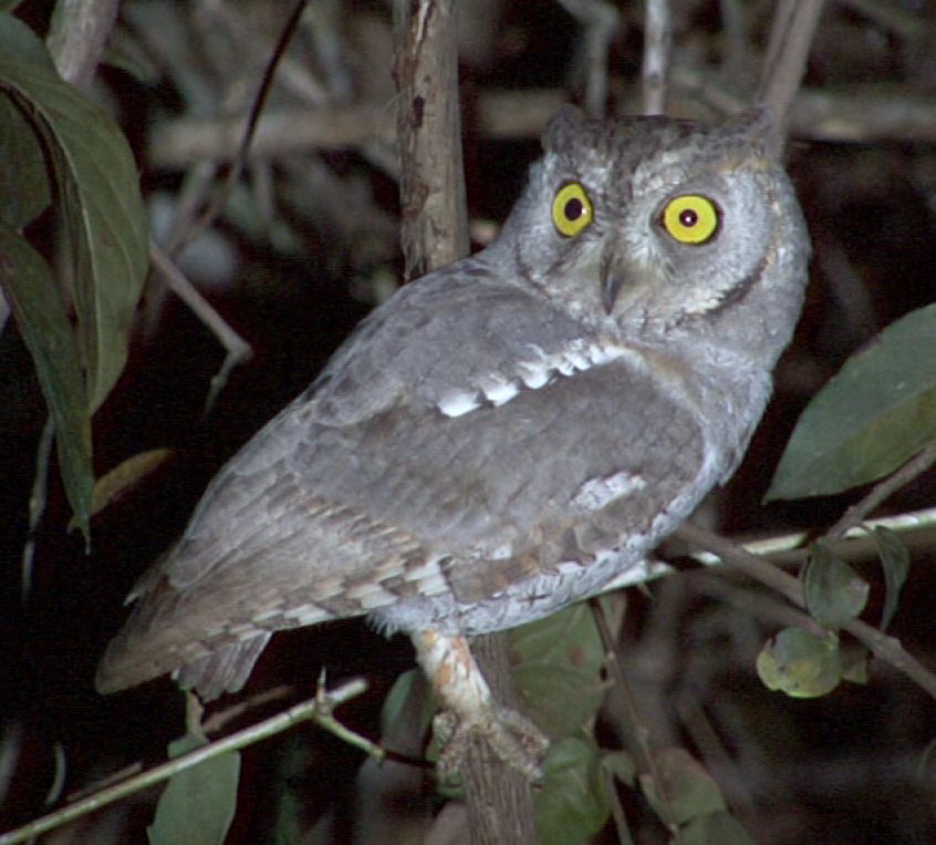 Oriental Scops-Owl (Oriental) - ML205088851