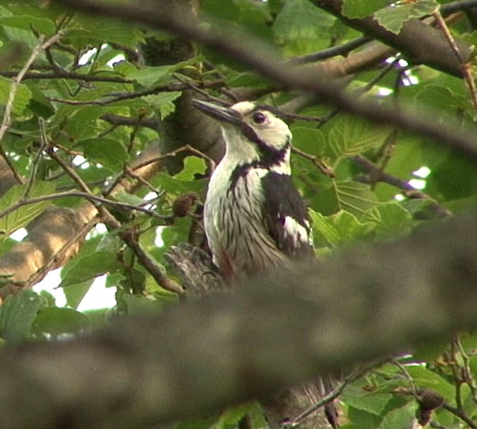 White-backed Woodpecker (White-backed) - ML205089141