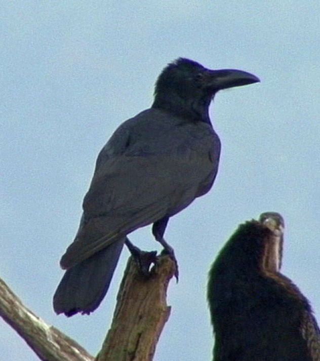 Large-billed Crow (Indian Jungle) - ML205089291