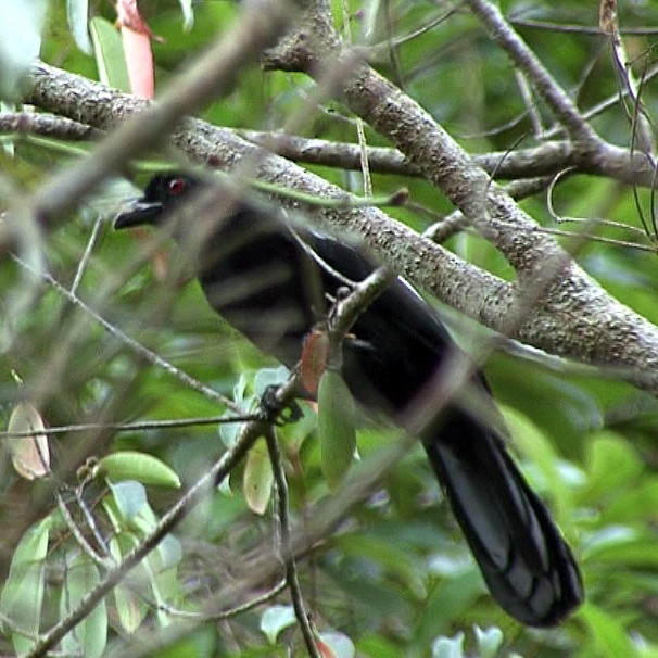 Black Magpie (Malayan) - ML205089341