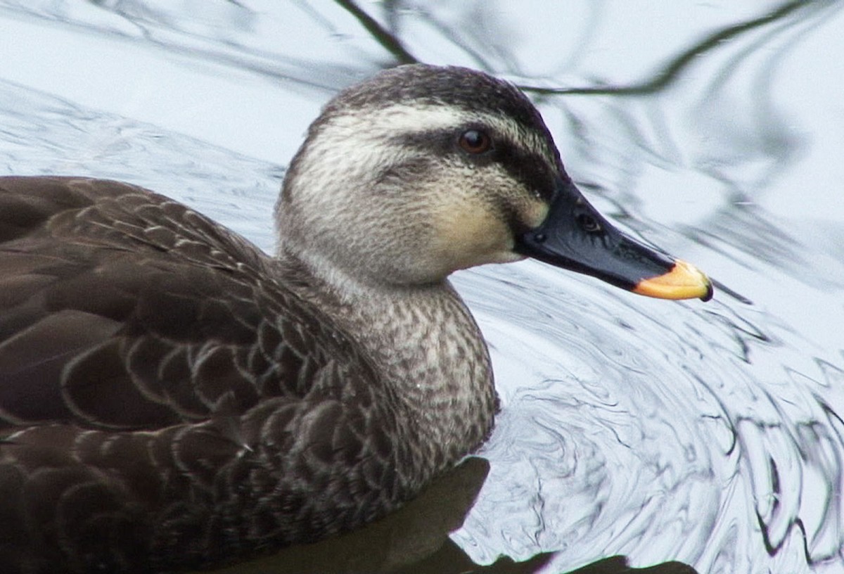 Eastern Spot-billed Duck - Josep del Hoyo