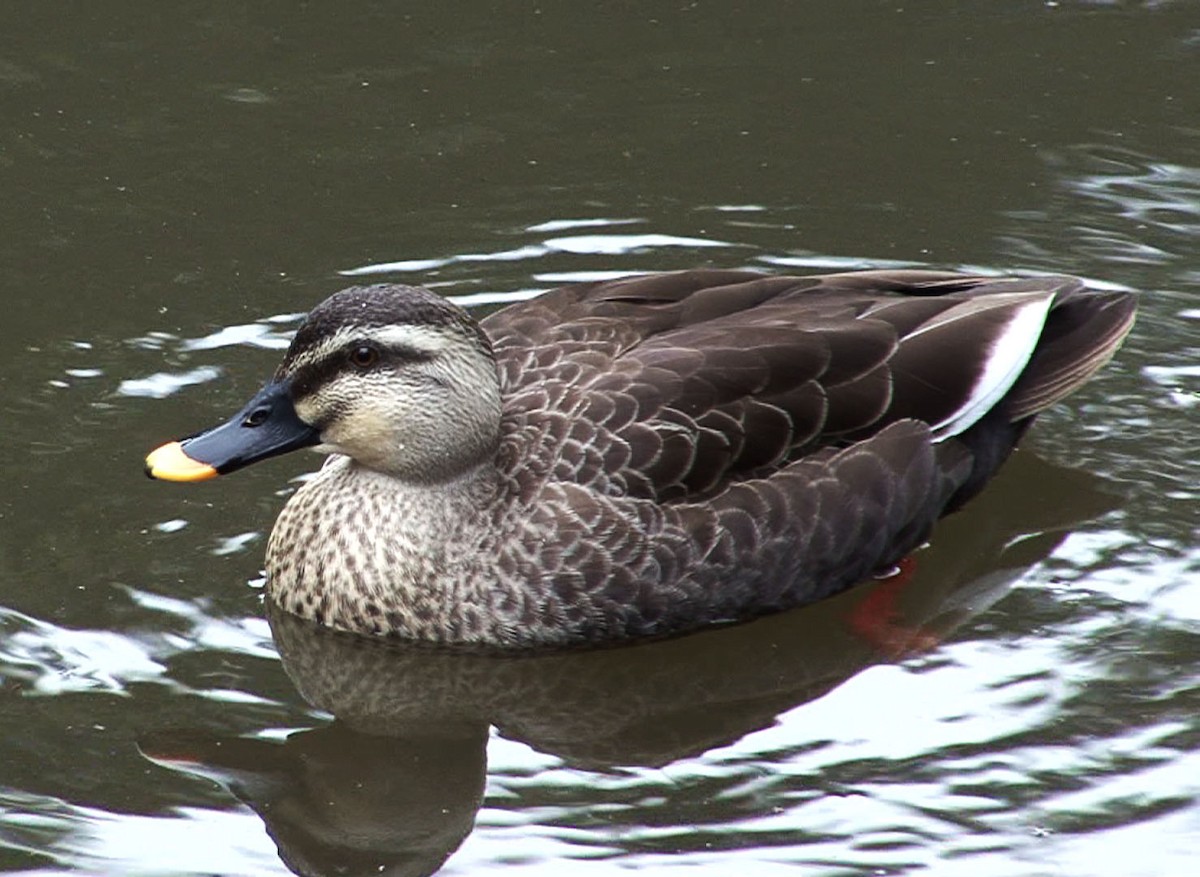 Eastern Spot-billed Duck - Josep del Hoyo