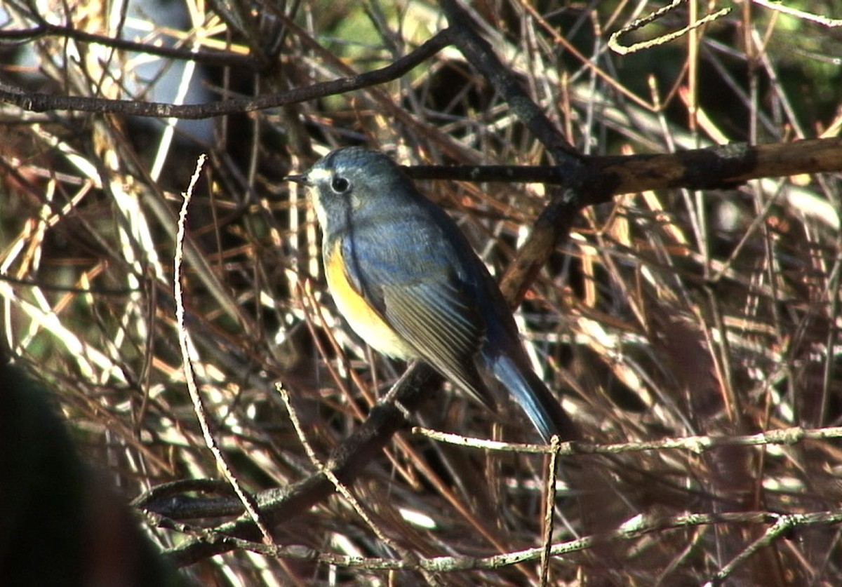Red-flanked Bluetail - ML205089501