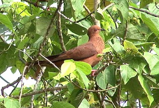 Mackinlay's Cuckoo-Dove, ML205089641