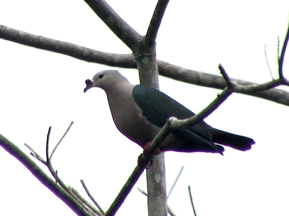 Pacific Imperial-Pigeon - ML205089681