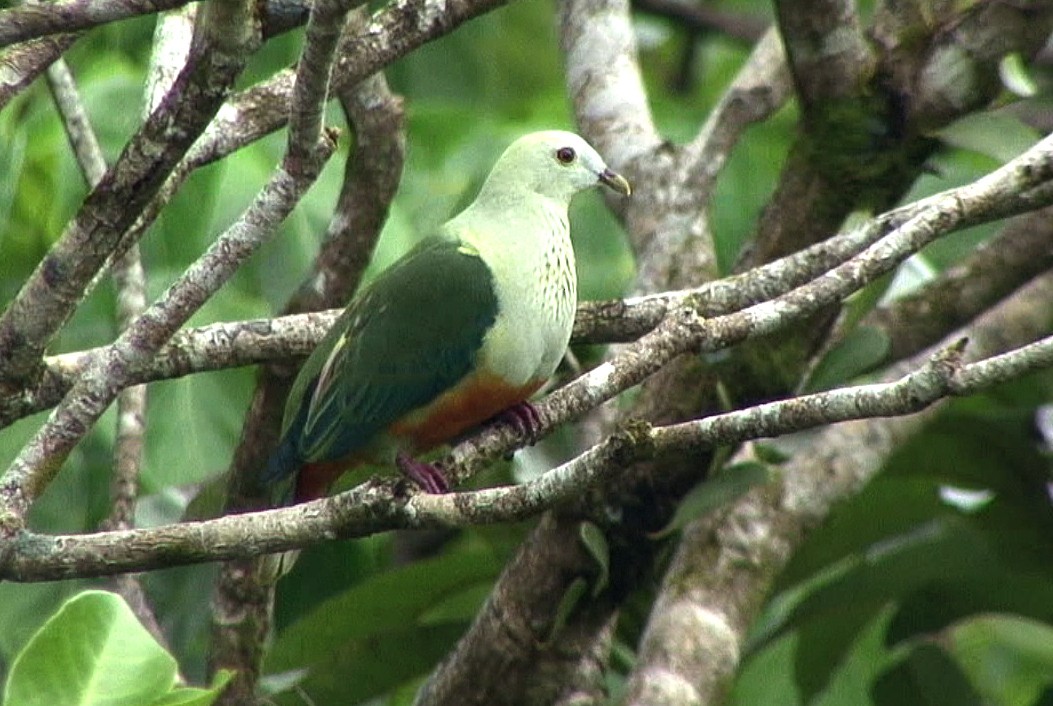 Silver-capped Fruit-Dove - ML205089691