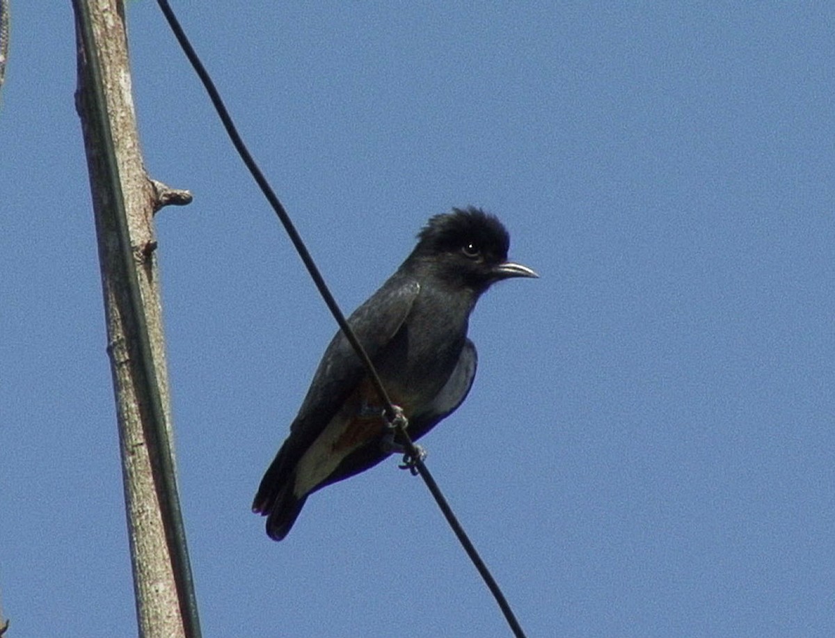 Swallow-winged Puffbird - ML205089751