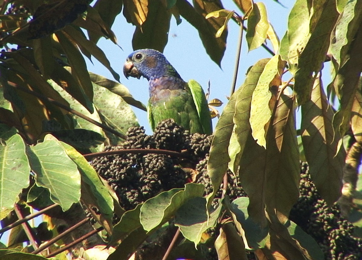 Blue-headed Parrot (Blue-headed) - ML205089861
