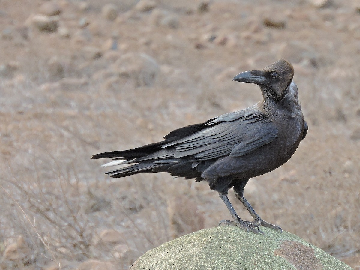 Brown-necked Raven - ML205089971