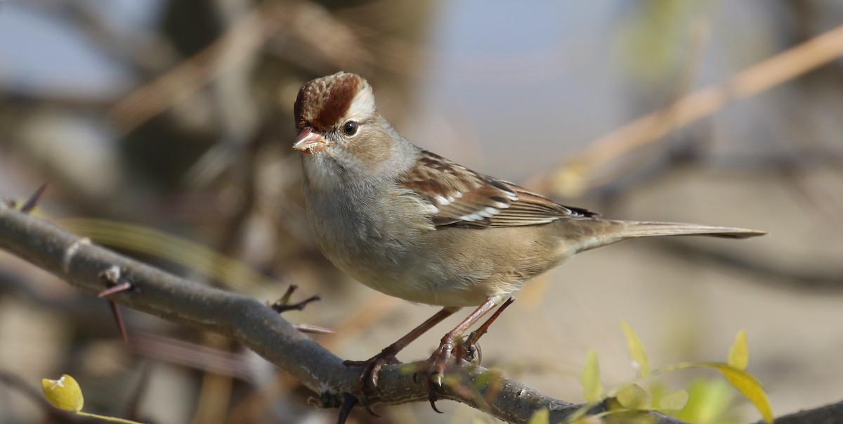 White-crowned Sparrow - Jeff Tingle