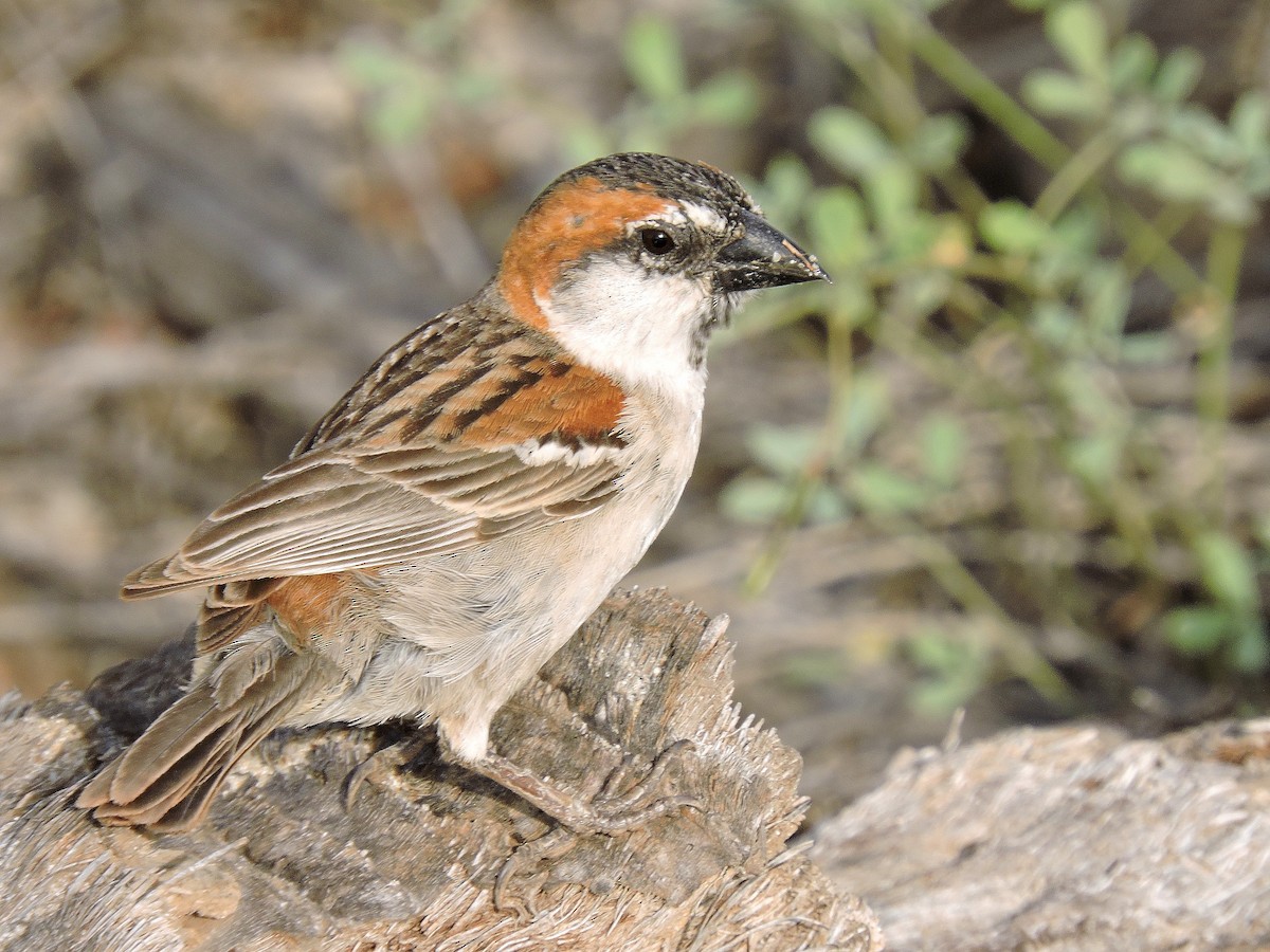Cape Verde Sparrow - Georges Olioso