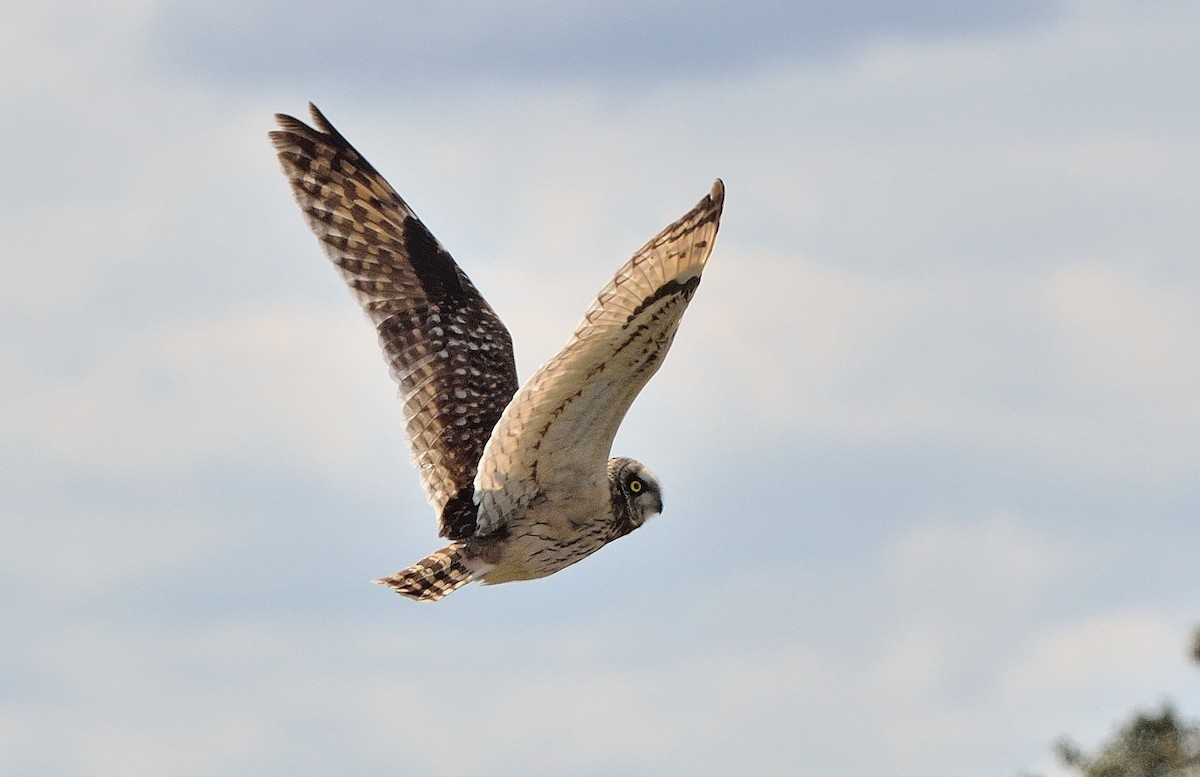 Short-eared Owl - Georges Olioso