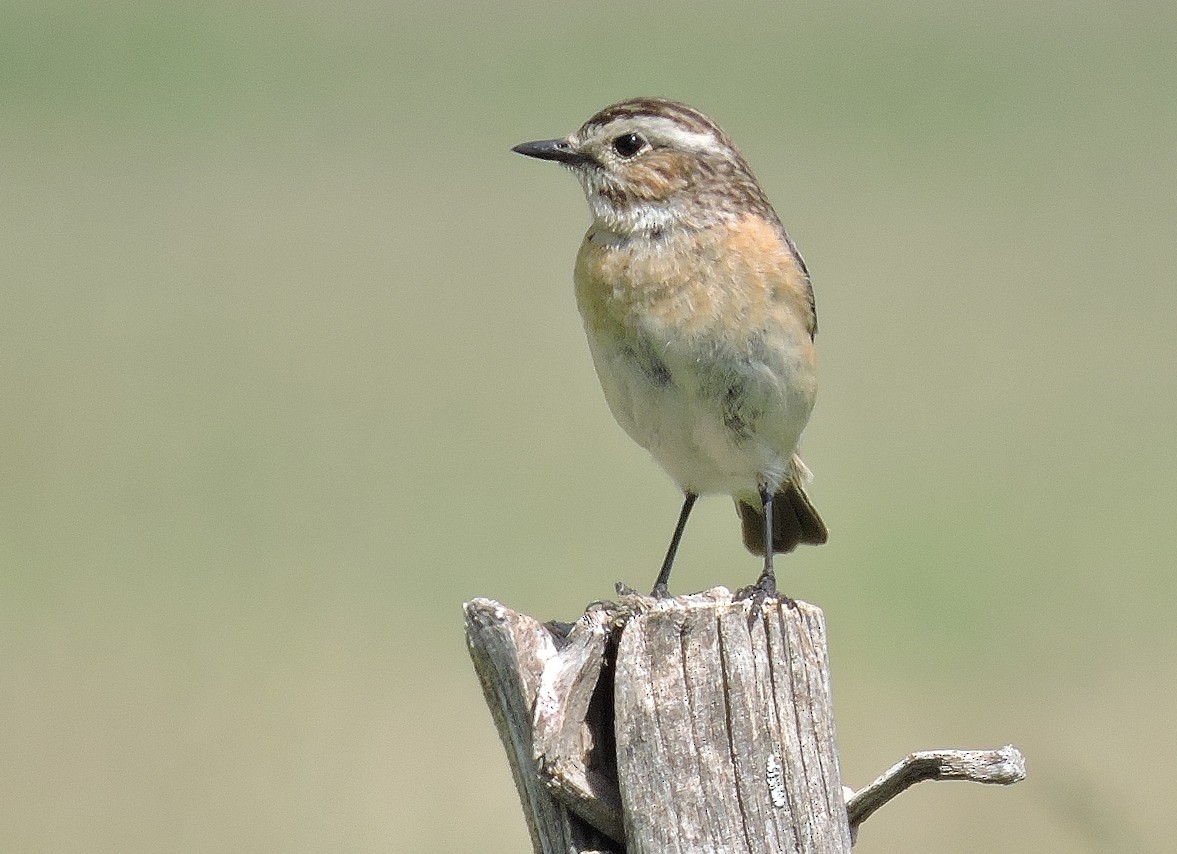 Whinchat - Georges Olioso
