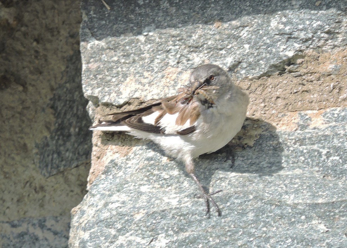 White-winged Snowfinch - ML205090141