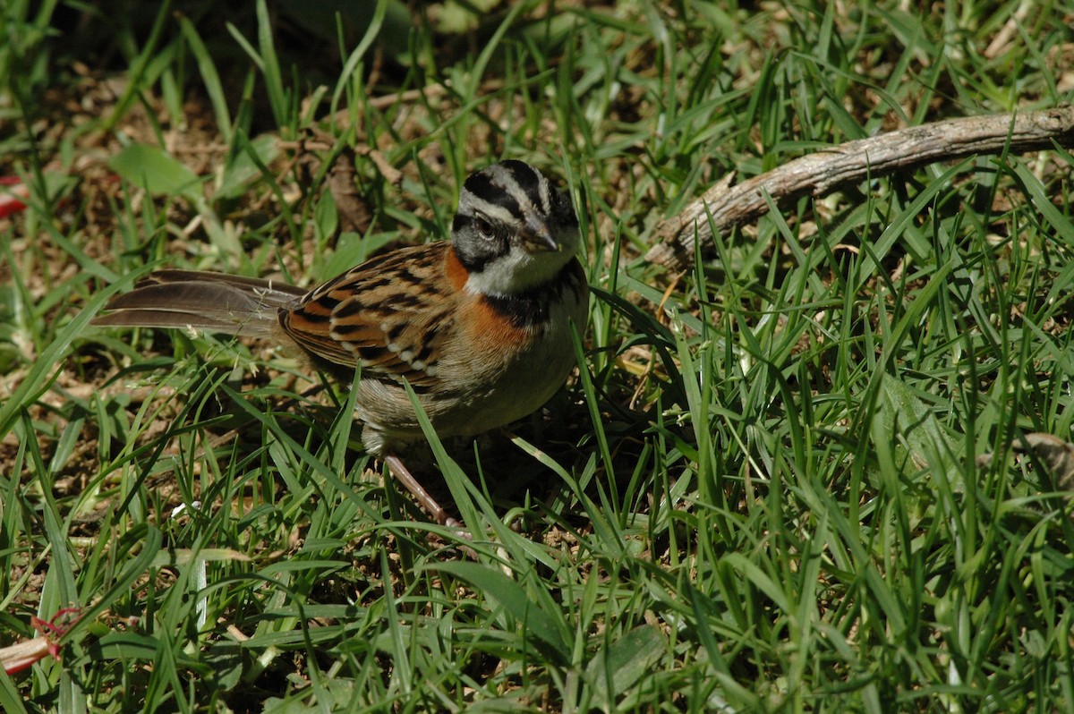 Rufous-collared Sparrow - Georges Olioso
