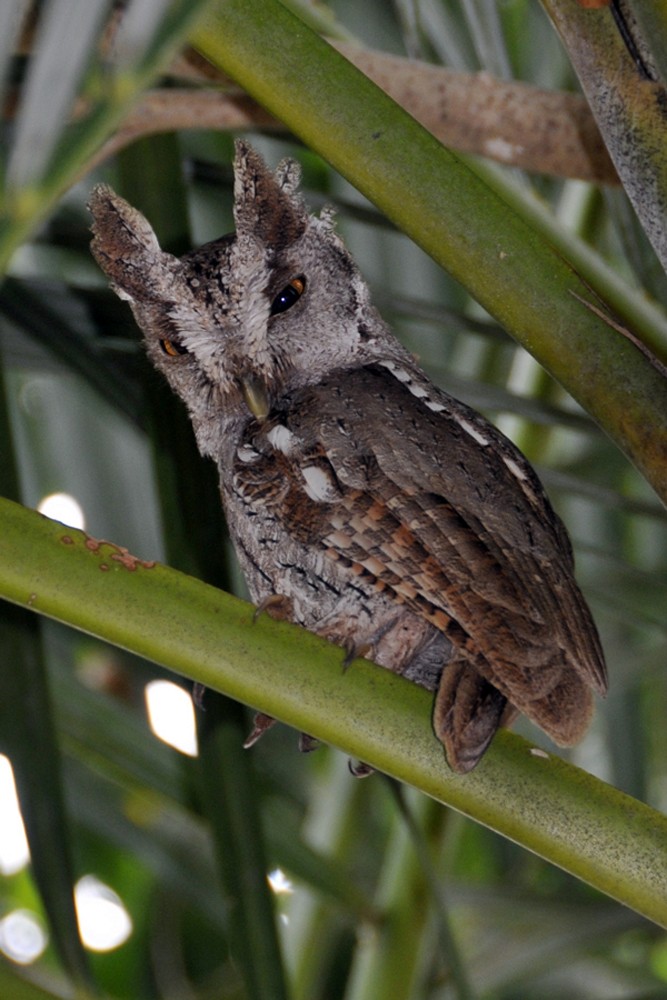 Pacific Screech-Owl (cooperi) - ML205090251