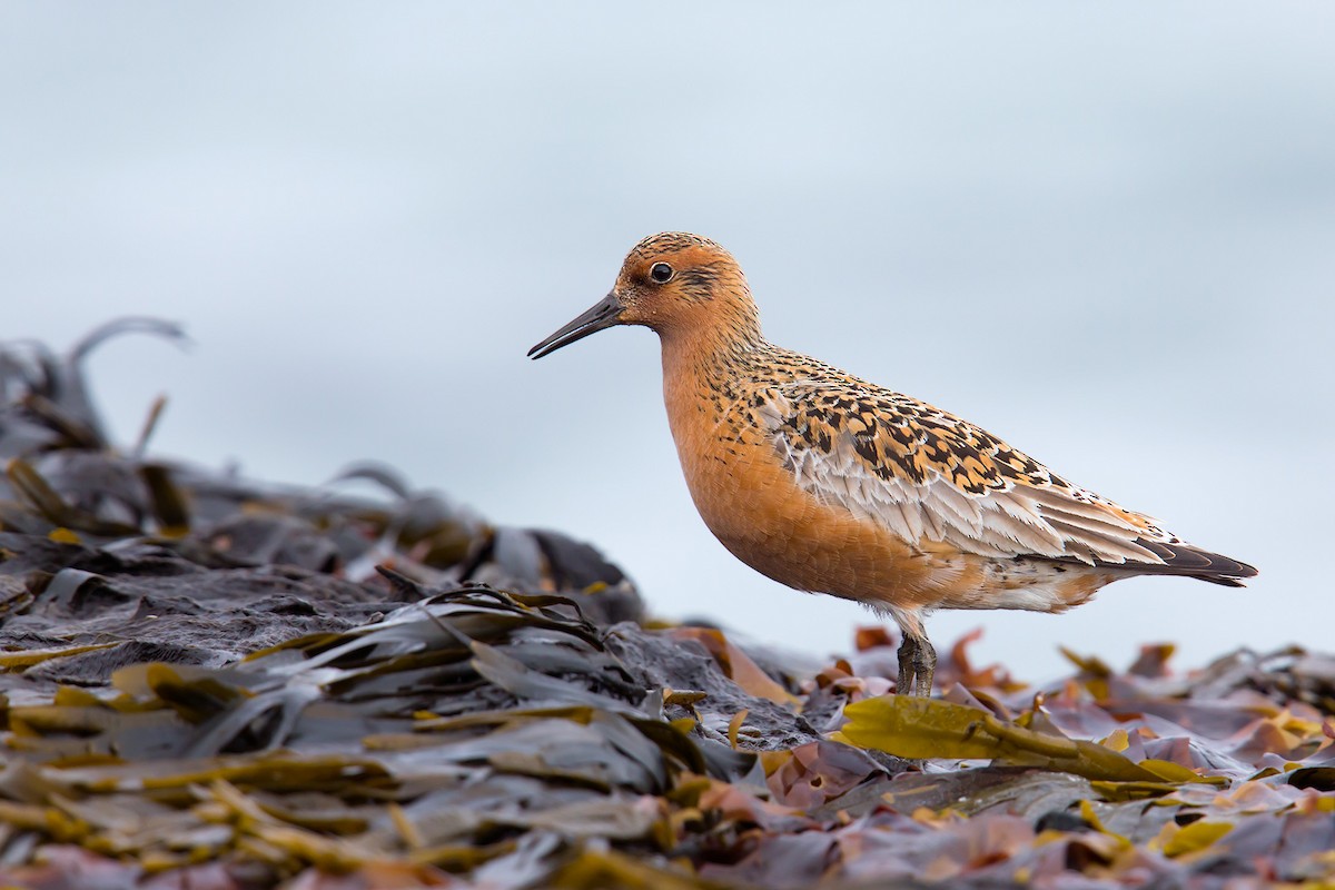 Red Knot - ML205090351