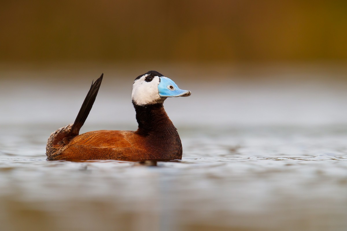 White-headed Duck - ML205090441