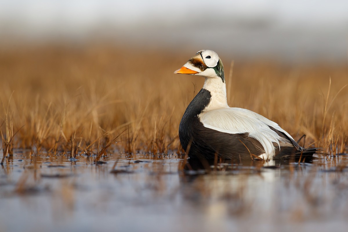 Spectacled Eider - ML205090451