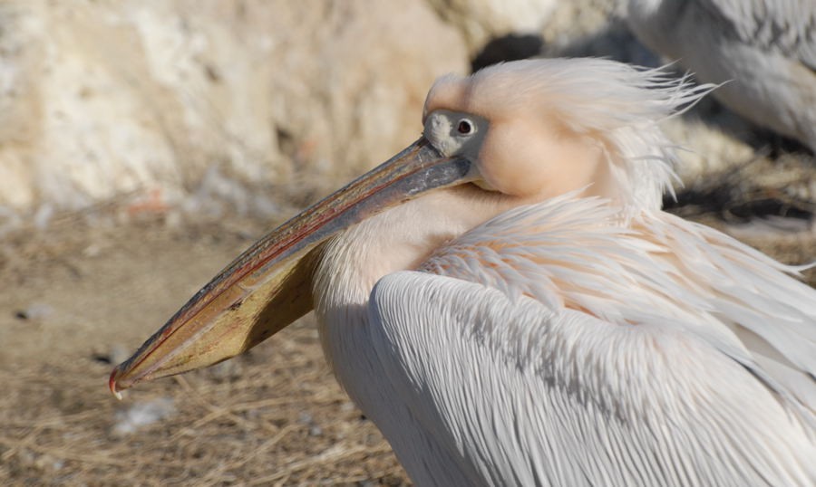Great White Pelican - Georges Olioso
