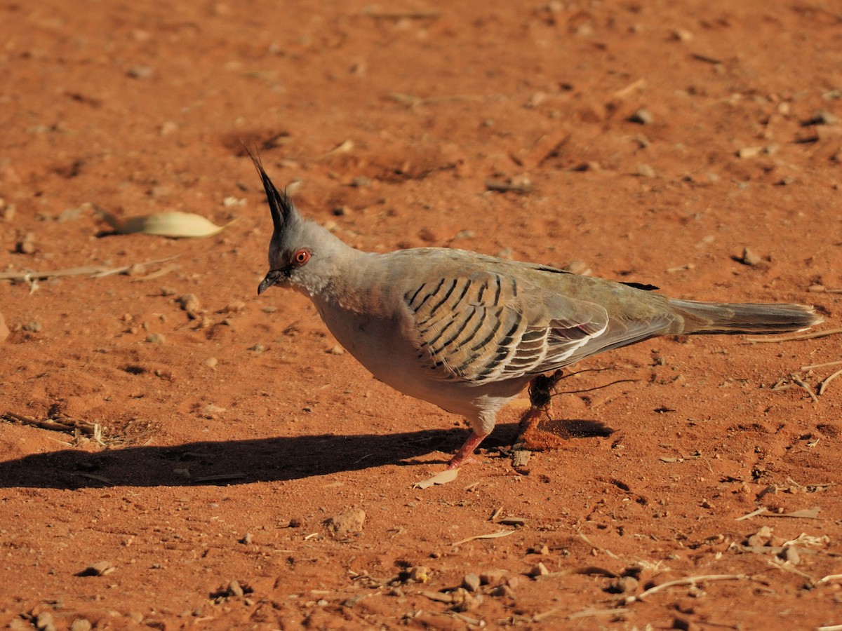 Crested Pigeon - ML205090801