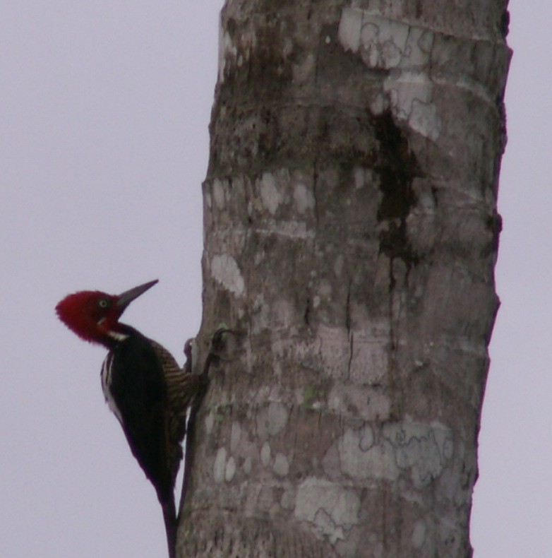 Guayaquil Woodpecker - Yanira Cifuentes Sarmiento