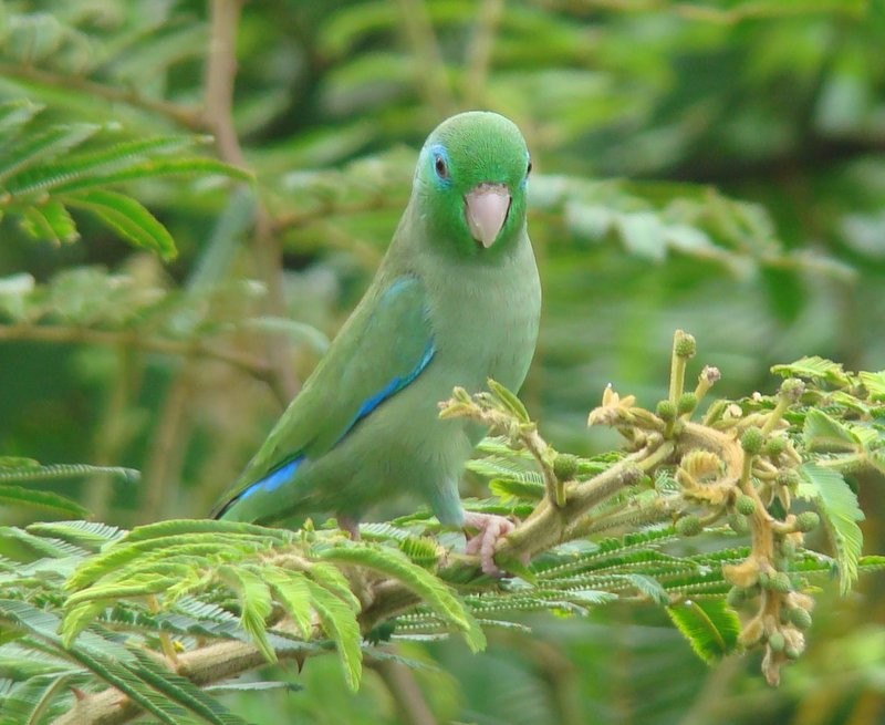 Spectacled Parrotlet - ML205091091