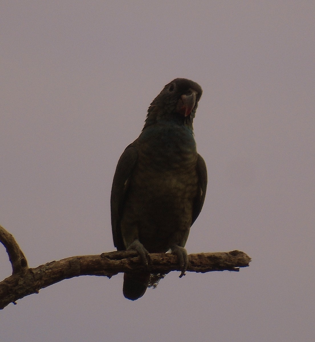 Red-billed Parrot - ML205091231