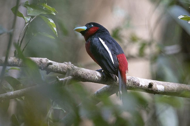 Black-and-red Broadbill (Black-and-red) - ML205091641