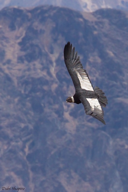 Andean Condor - Dubi Shapiro