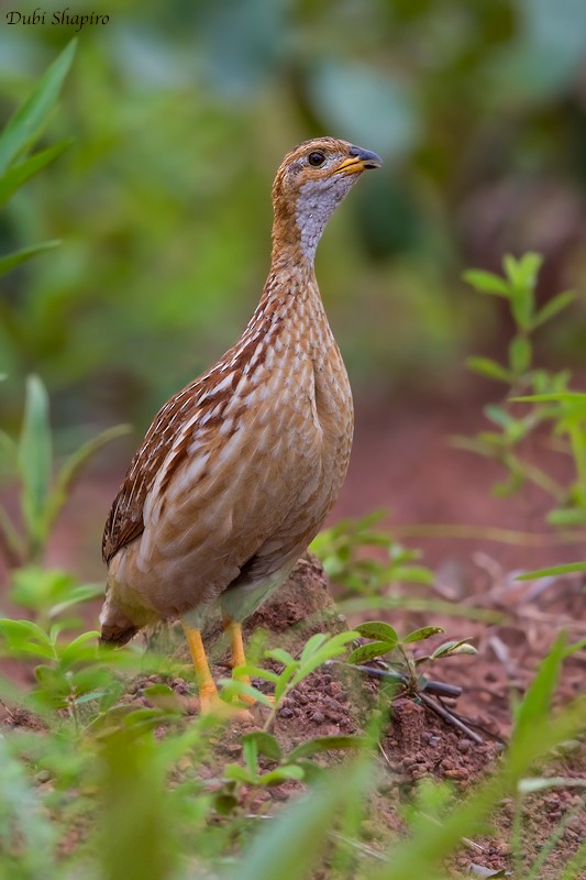 White-throated Francolin - ML205091941