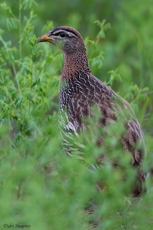Double-spurred Francolin - ML205091951