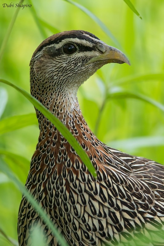 Double-spurred Spurfowl - ML205091991