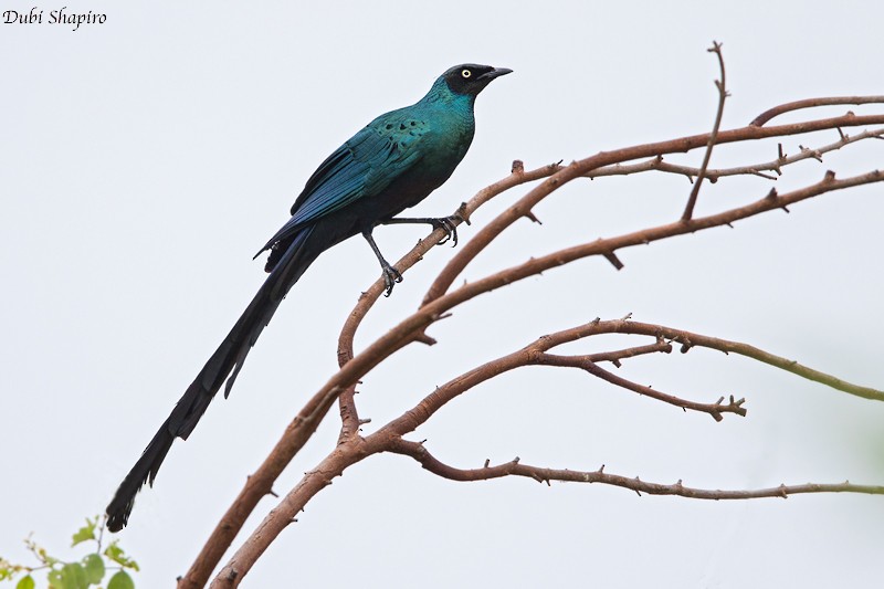 Long-tailed Glossy Starling - ML205092051